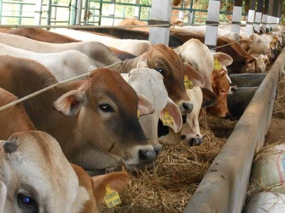 Indonesia Discusses Livestock Investment Opportunities with Venezuela